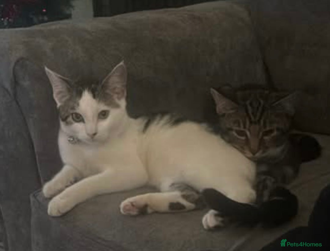 Mixed Breed cats for sale: 6 month old kittens brother and sister - Advert 4