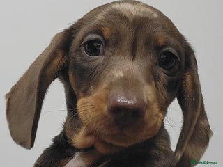 Miniature Dachshund dogs QUALITY miniature Dachshund smooth KC REGISTERED - Advert 16
