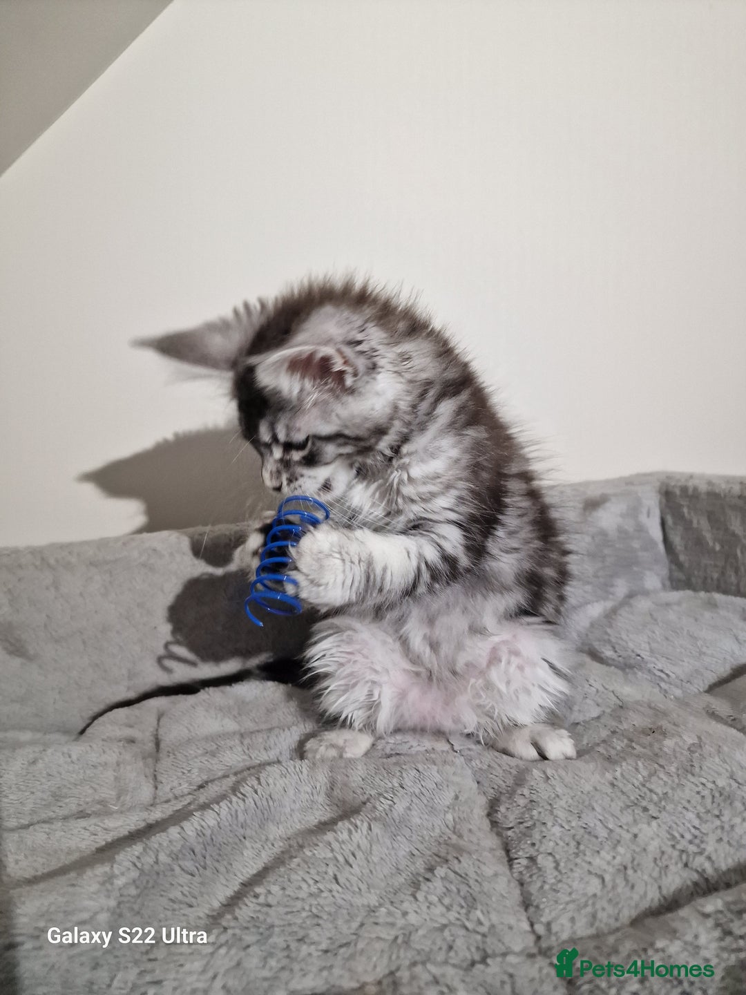 Maine Coon cats for sale: 💥Pure Maine coon😻 - Advert 13