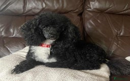 Toy Poodle dogs for sale: Stunning K.C. reg Toy Poodle Puppies - Image 5