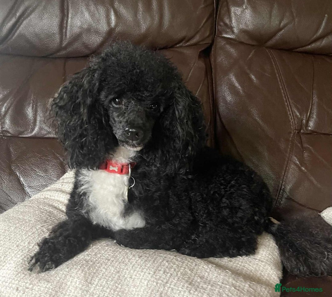 Toy Poodle dogs for sale: Stunning K.C. reg Toy Poodle Puppies - Image 5