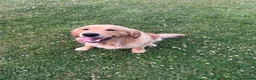 Golden Retriever dogs for sale: Experienced home needed  - Advert 2