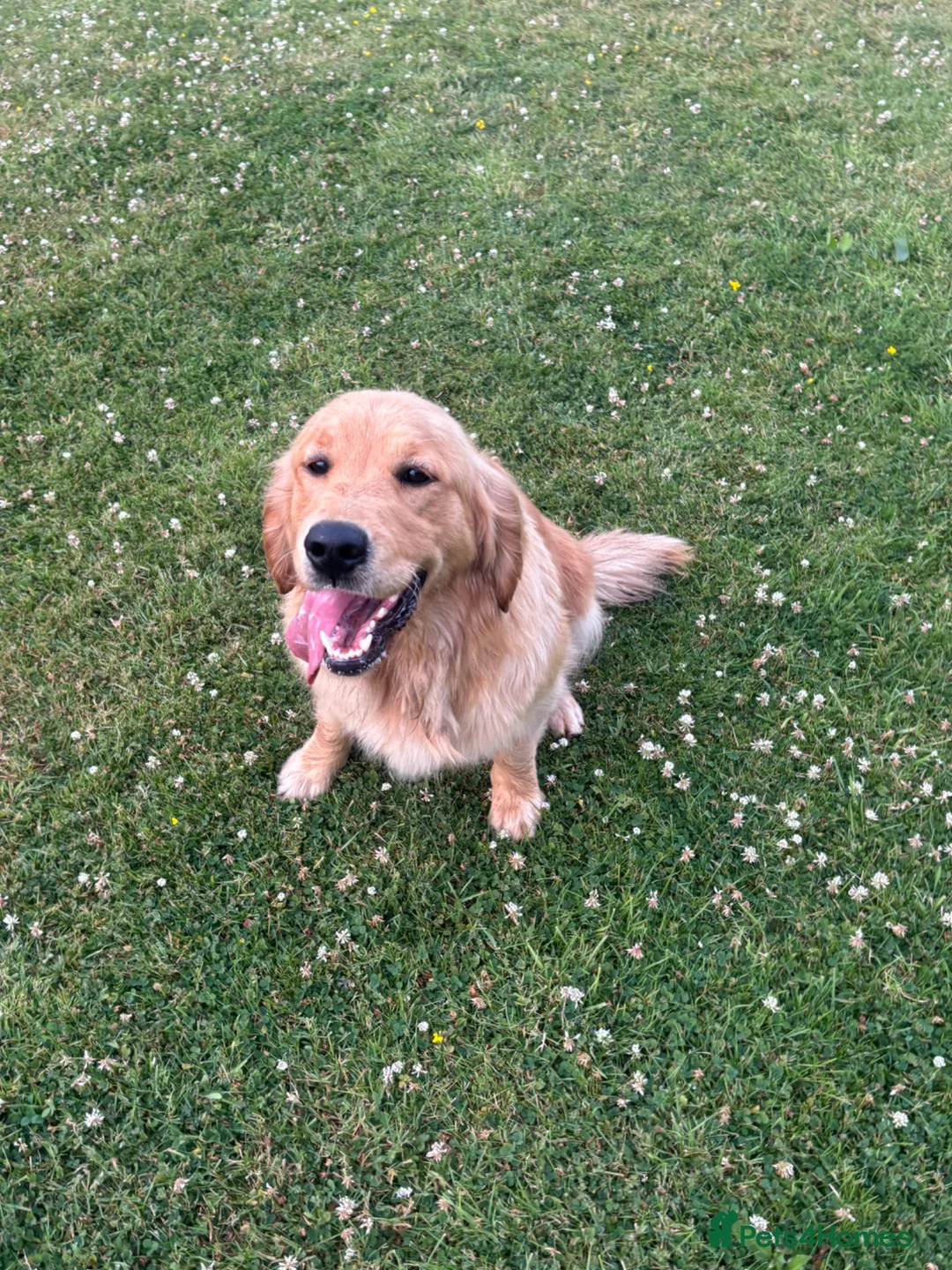 Golden Retriever dogs for sale: Experienced home needed  - Advert 2
