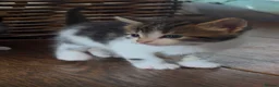 Mixed Breed cats for sale: Kittens - Advert 16