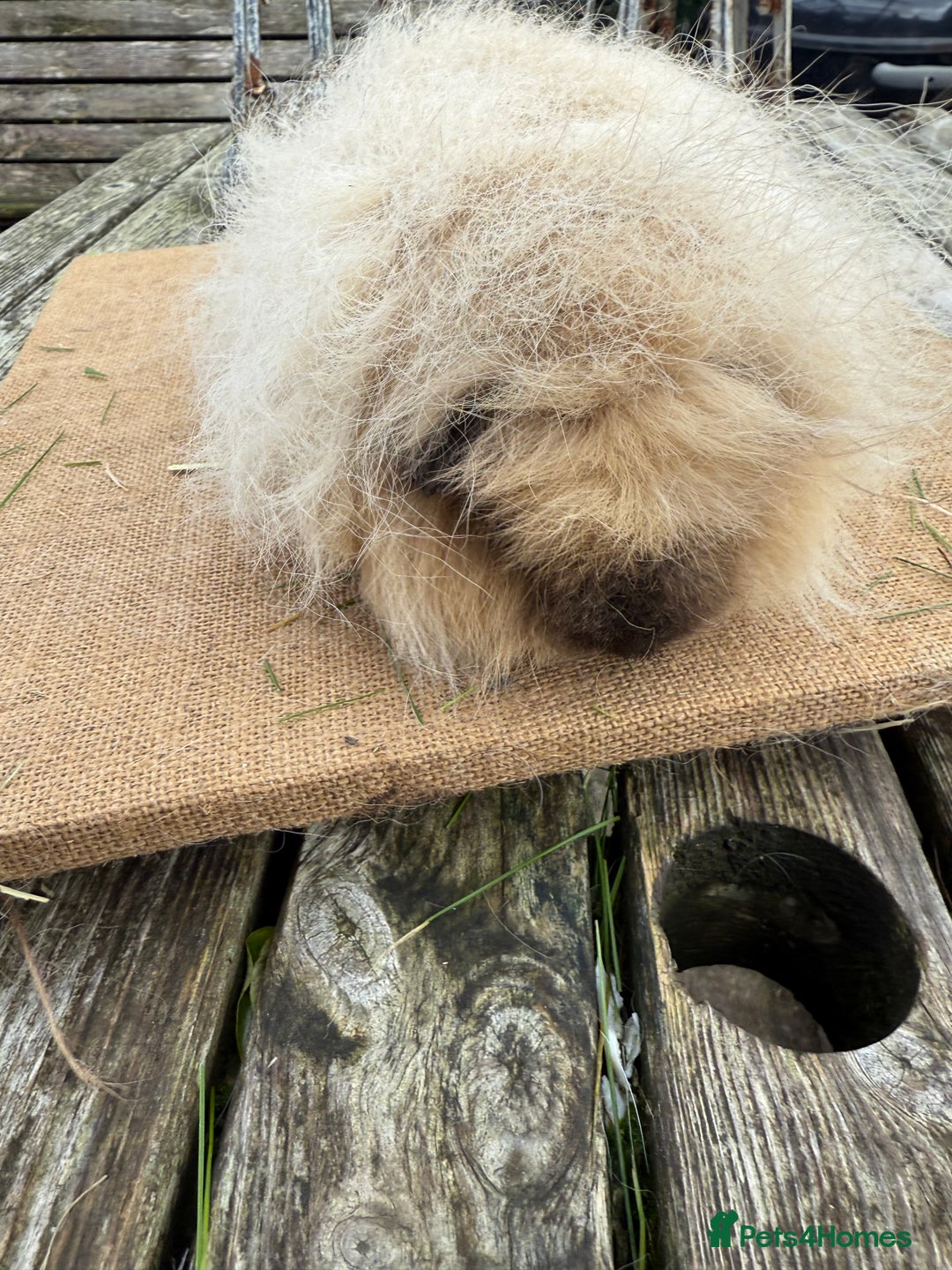 Guinea Pig rodents for sale: Pure bred California & Swiss guineapigs  - Advert 32