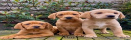 Labrador Retriever dogs for sale: KC Reg Fox Red/Yellow Labrador Pups Health Tested  - Advert 6