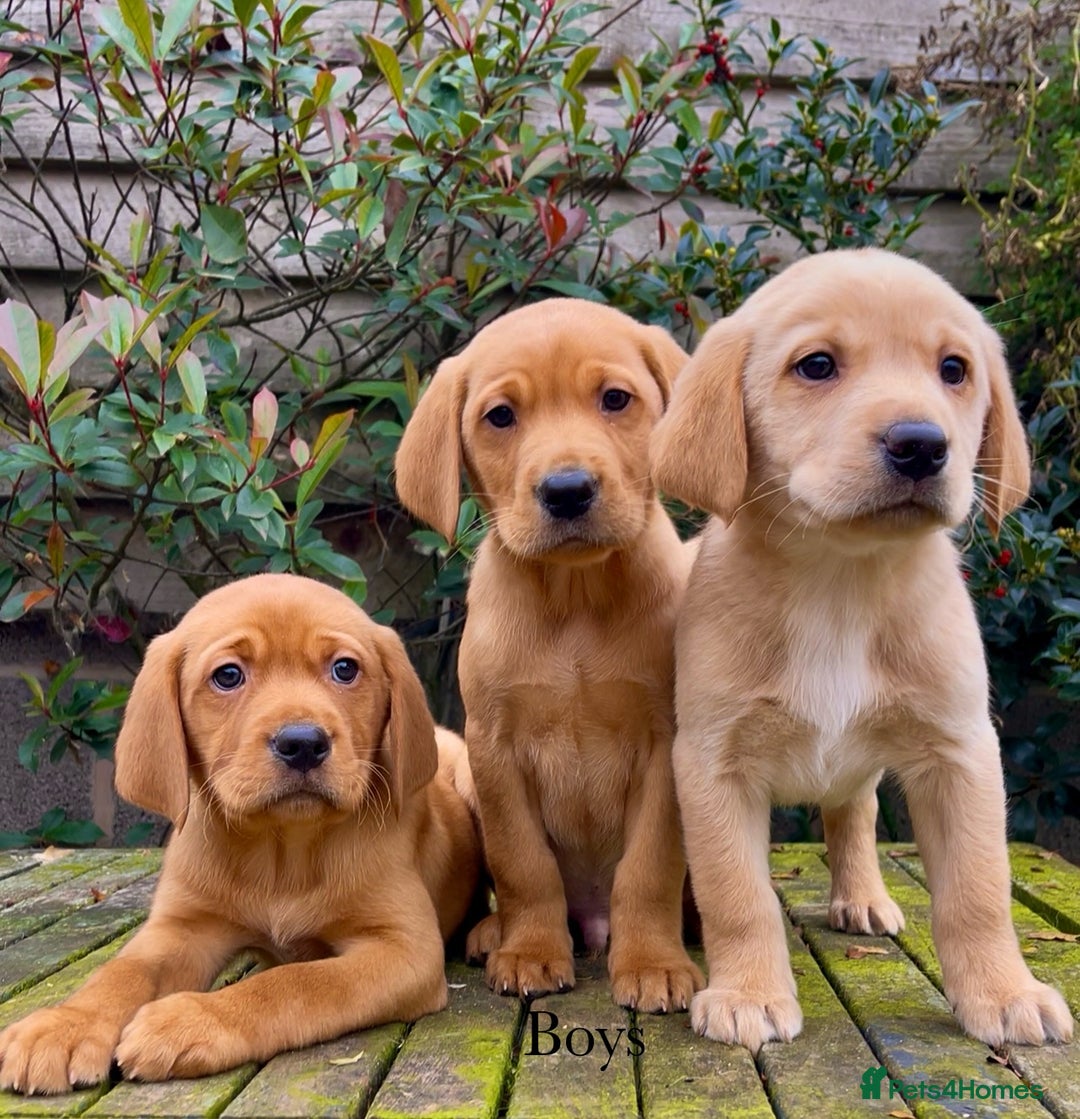Labrador Retriever dogs for sale: KC Reg Fox Red/Yellow Labrador Pups Health Tested  - Advert 6