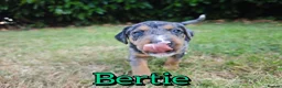 Mixed Breed dogs for sale: Loving Parsons Russell Cross Puppies  - Advert 9