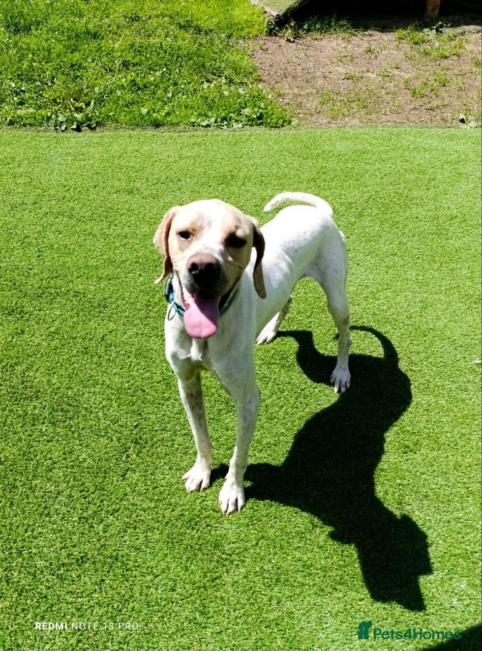 Mixed Breed dogs ANJO  - Advert 9