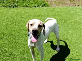 Mixed Breed dogs ANJO - Advert 9