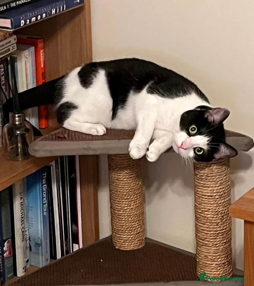 Domestic Shorthair cats for sale: Well Mannered Adult Female Cat - Advert 3