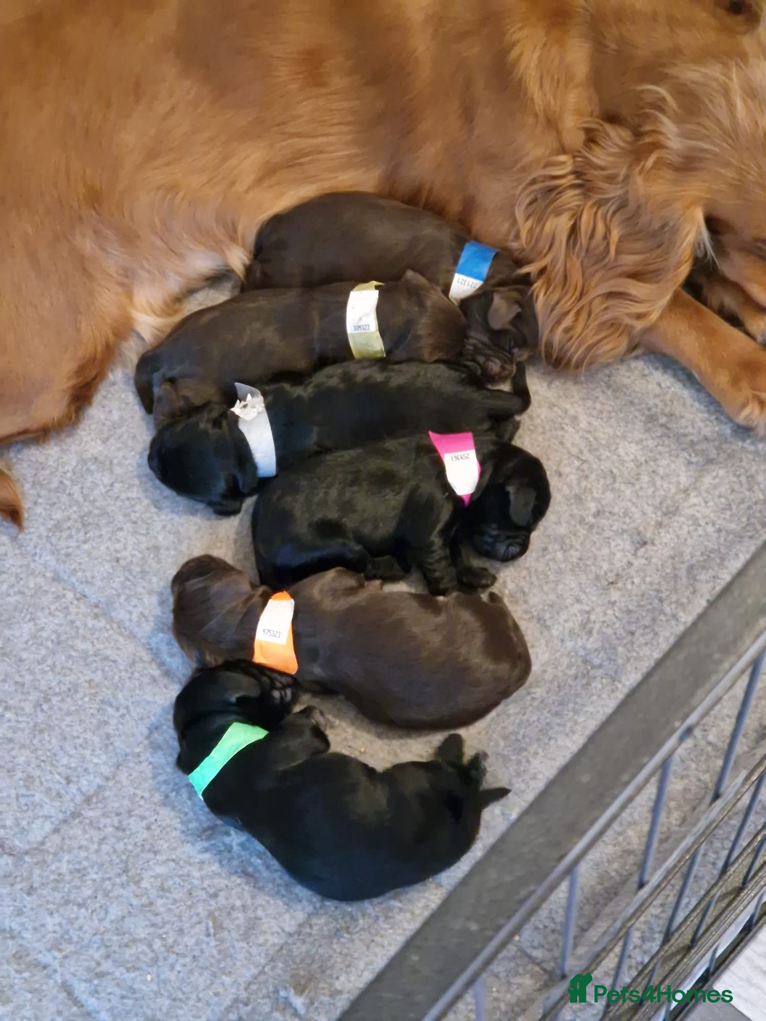 Cocker Spaniel dogs Roxie and Bears First Litter  - Advert 1