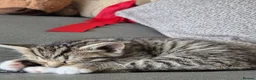 British Shorthair cats for sale: Beautiful Tabby female kitten - Advert 3