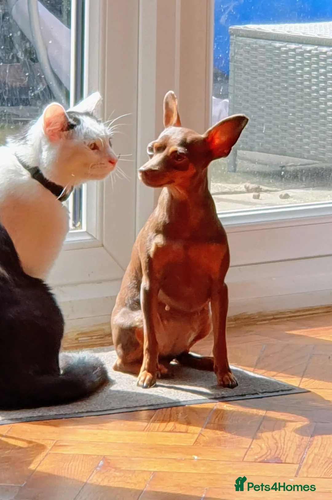 Miniature Pinscher dogs for sale: Miniature pinscher pups - Advert 17