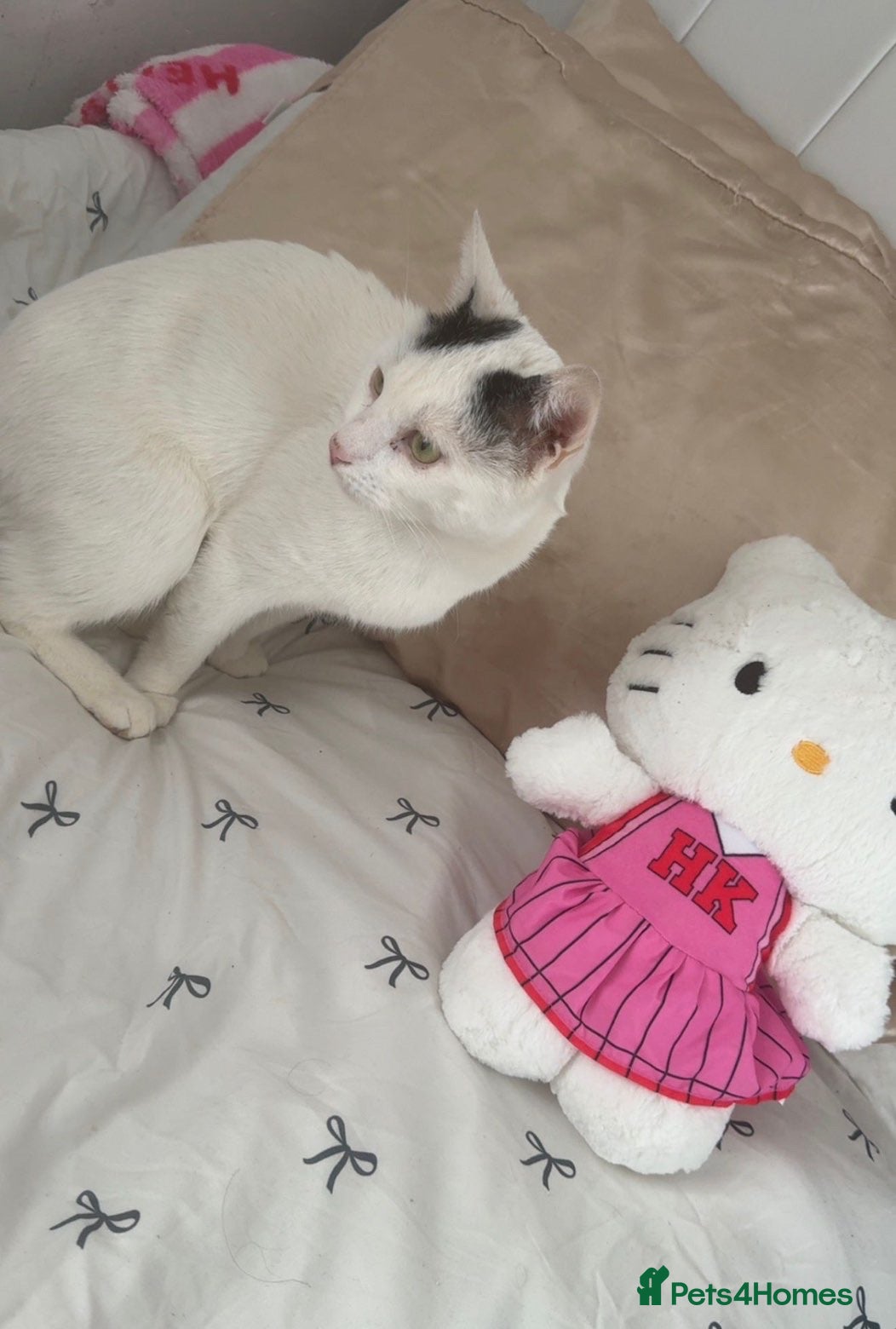 Mixed Breed cats Beautiful Oreo for adoption (male)  - Advert 6