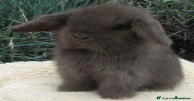 Mini Lop rabbits - Advert 14