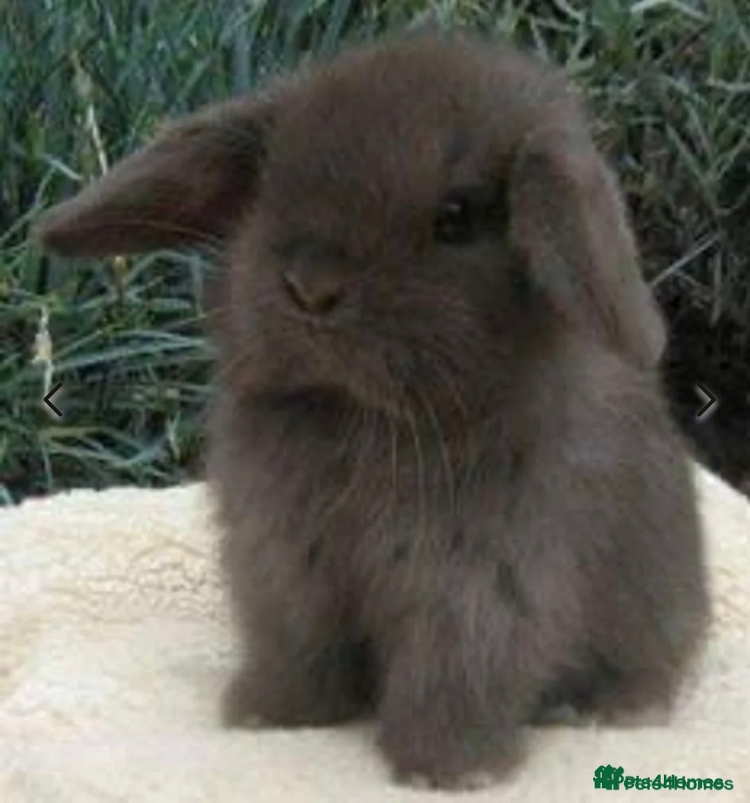 Mini Lop rabbits for sale: Vaccinated babies, wormed, flead ready now  - Image 2