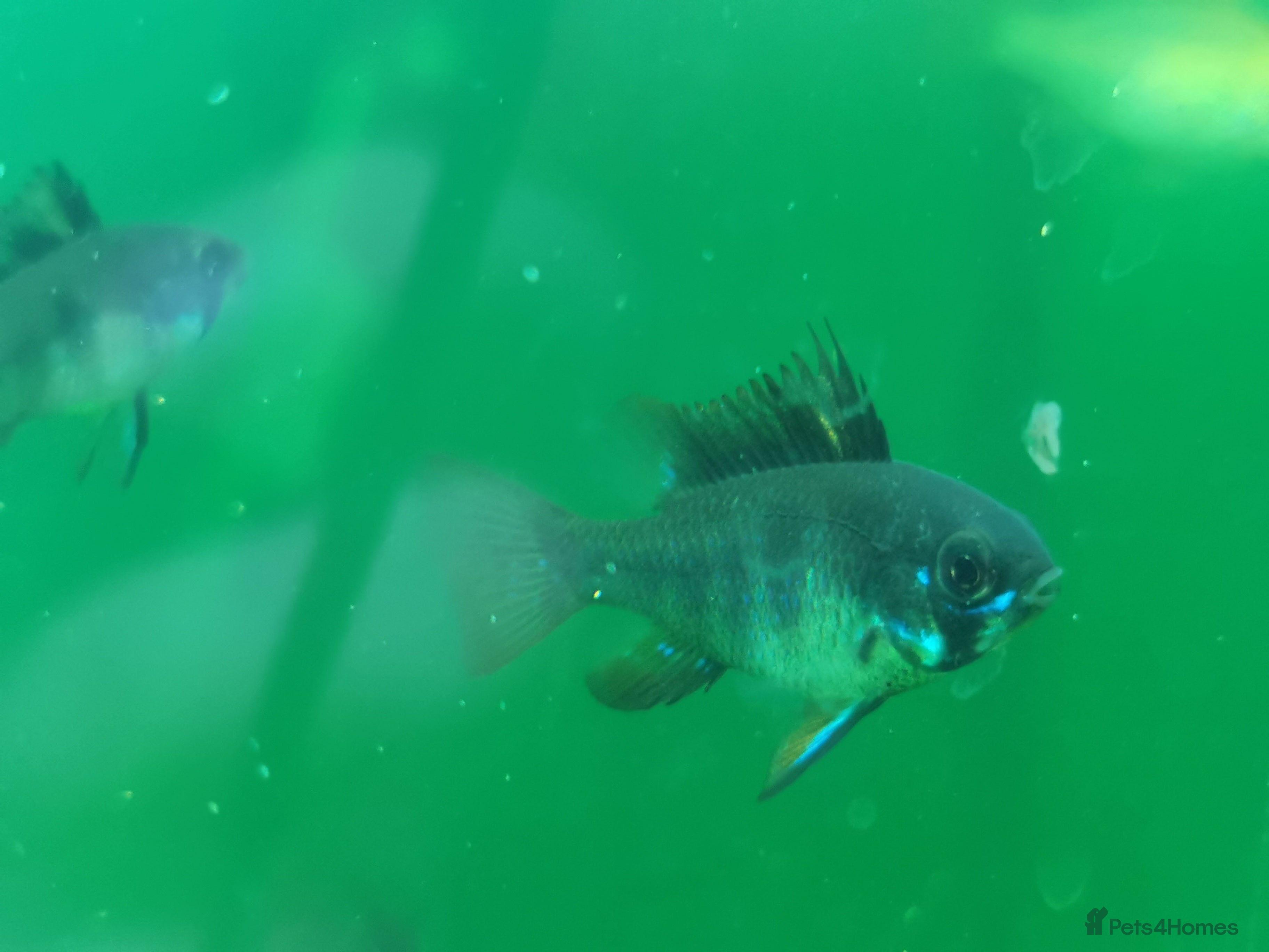 Cichlids fish Dark Knight rams/Golden - Advert 7