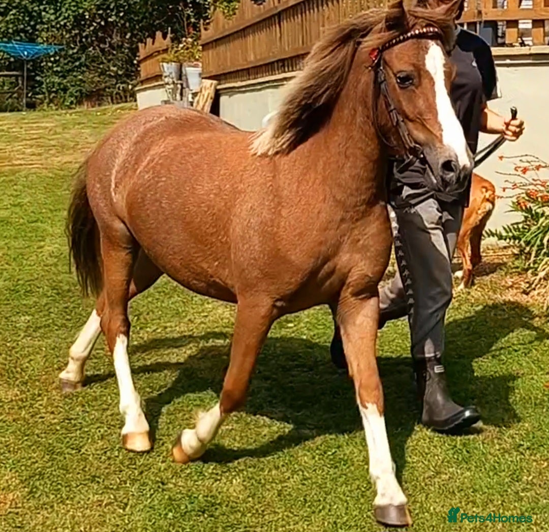 Welsh Section A horses for sale: 11 hh 3 year old Welsh Section A P/B Filly - Image 2
