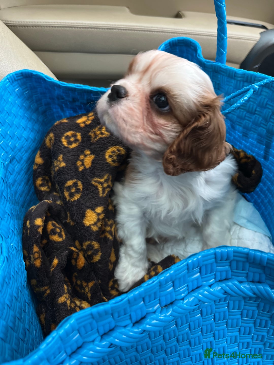 Cavalier King Charles Spaniel dogs for sale: Singleton Blenheim Cavalier Boy – Family Raised - Advert 3