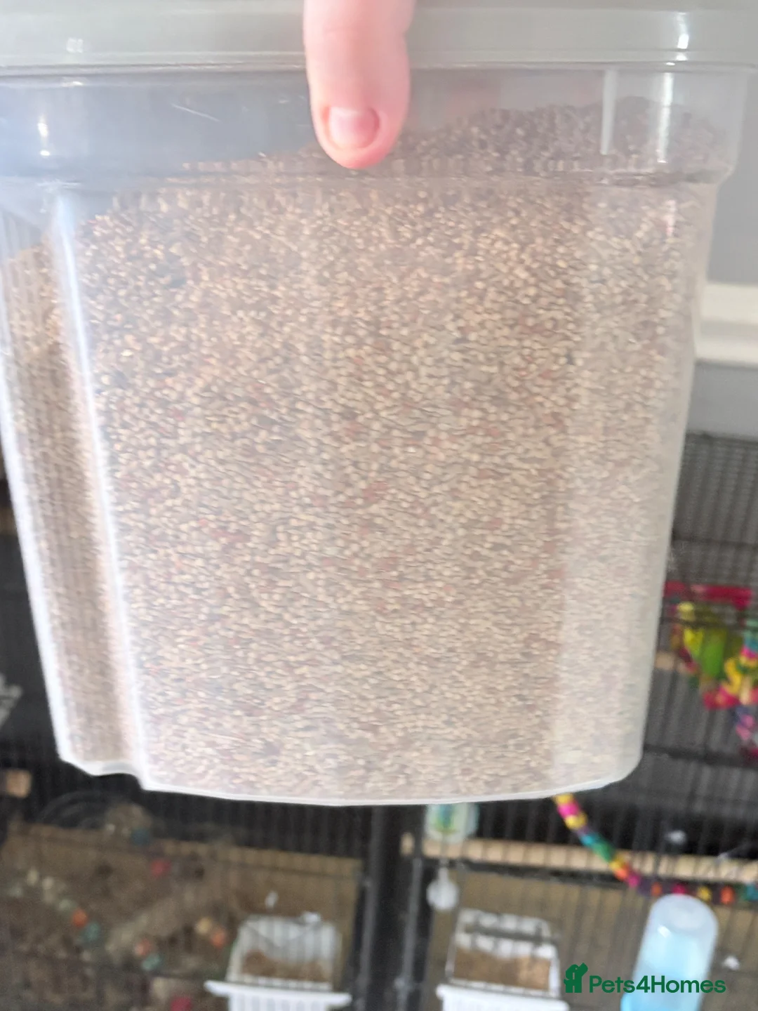 Budgerigars birds for sale: 2 budgies and the cage toys water bottle and food  - Advert 4