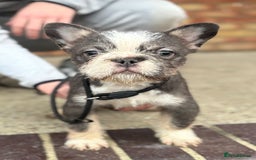 French Bulldog dogs for sale: French bulldog - Advert 5