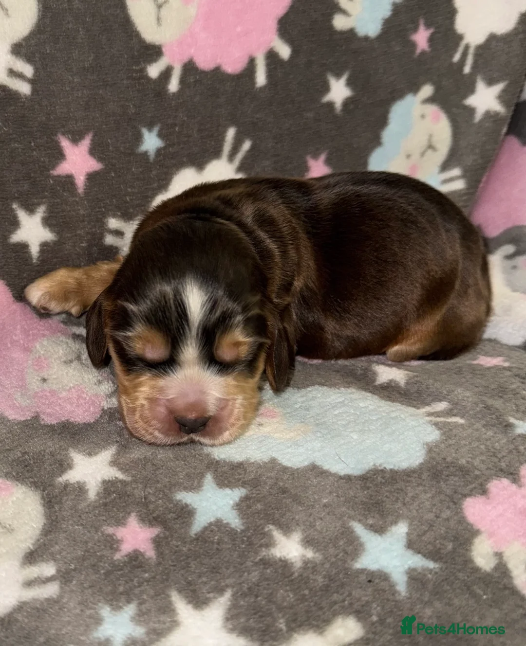 Cocker Spaniel dogs for sale: Outstanding Show Quality Show Type Cocker Spaniels - Advert 7