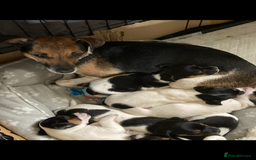 Jack Russell dogs for sale: Jack Russell pups - Image 4