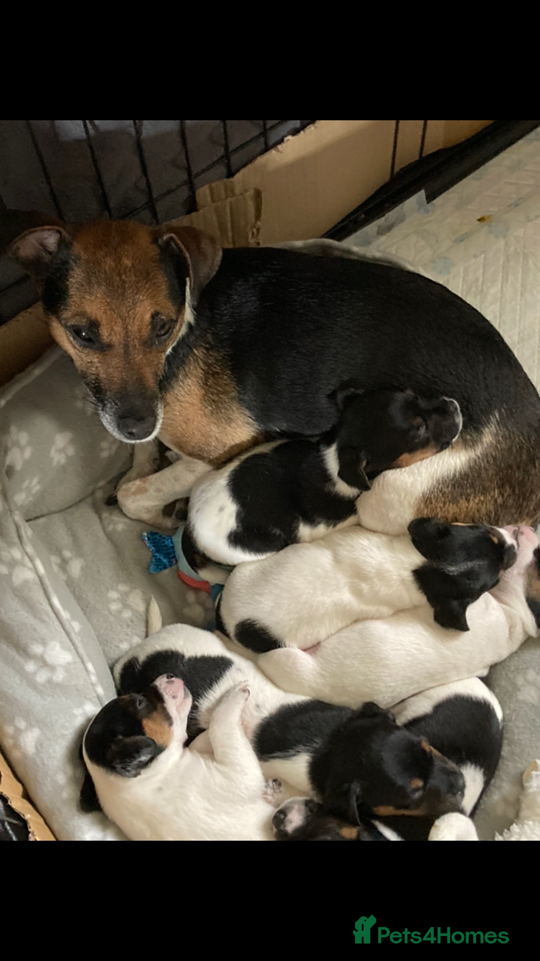 Jack Russell dogs for sale: Jack Russell pups - Image 4