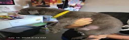 Whippet dogs for sale: Beautiful whippets in Nottingham - Advert 4