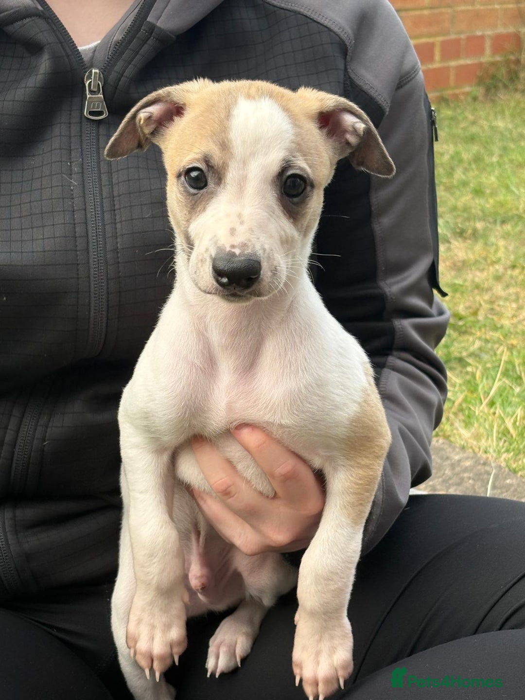 Whippet dogs for sale: Whippet pups ready now  - Image 10