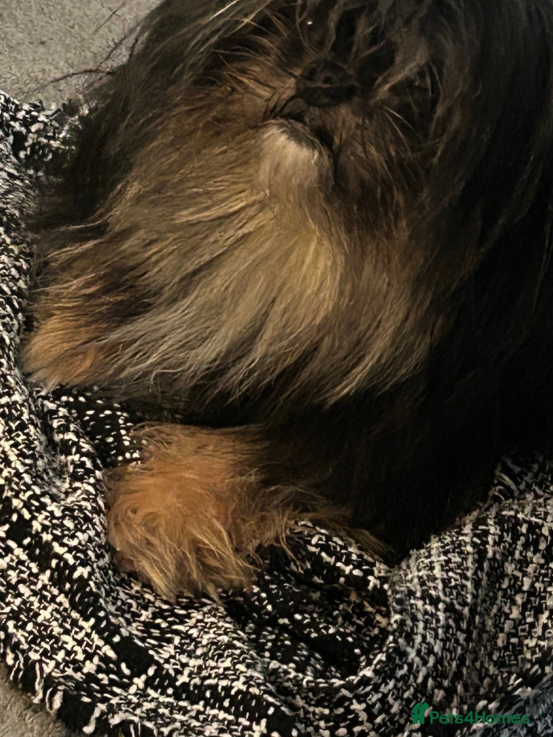 Mixed Breed dogs for sale: Beautiful Puppies x7 - Advert 10