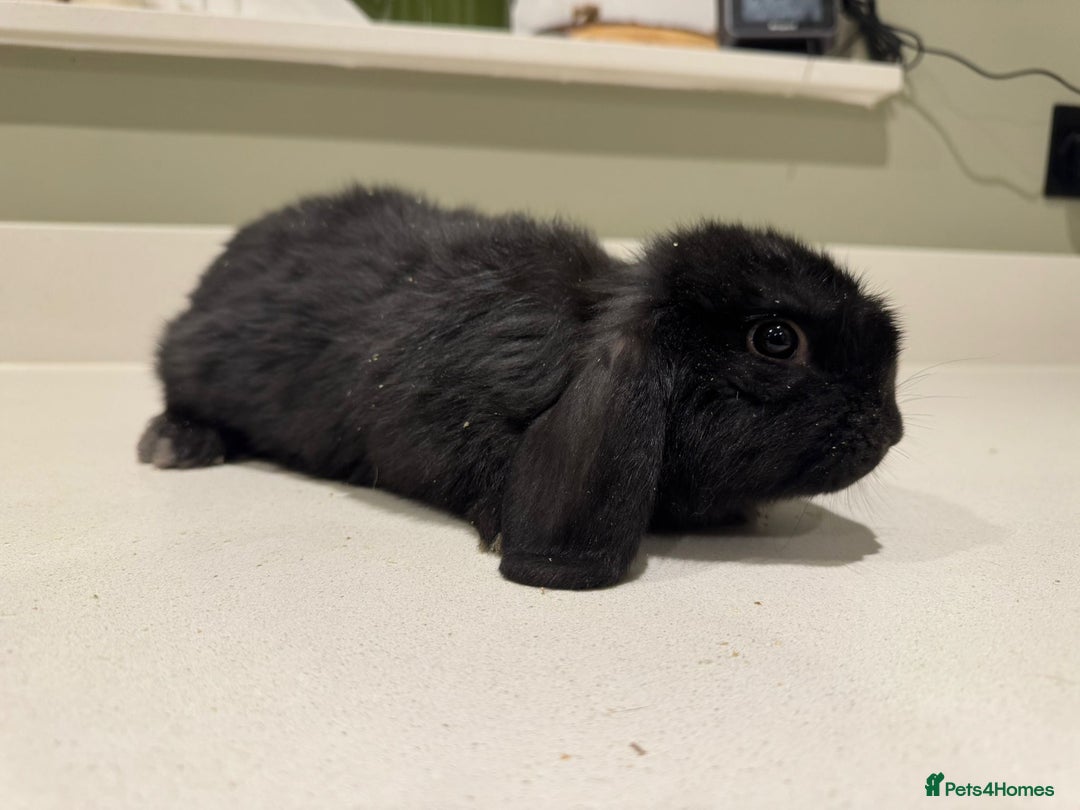 New Zealand rabbits for sale: New Zealand lops  - Advert 5