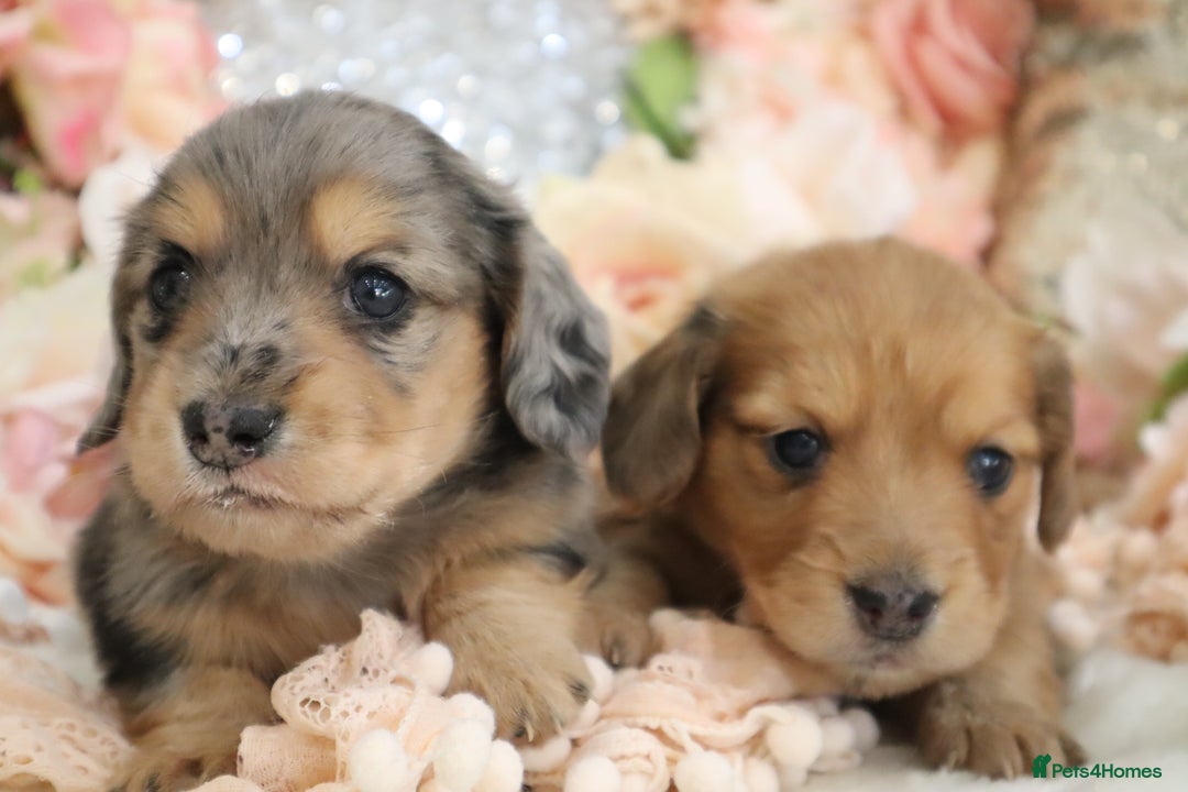 Miniature Dachshund dogs for sale: KC Registered Miniature Dachshund Puppies - Image 1
