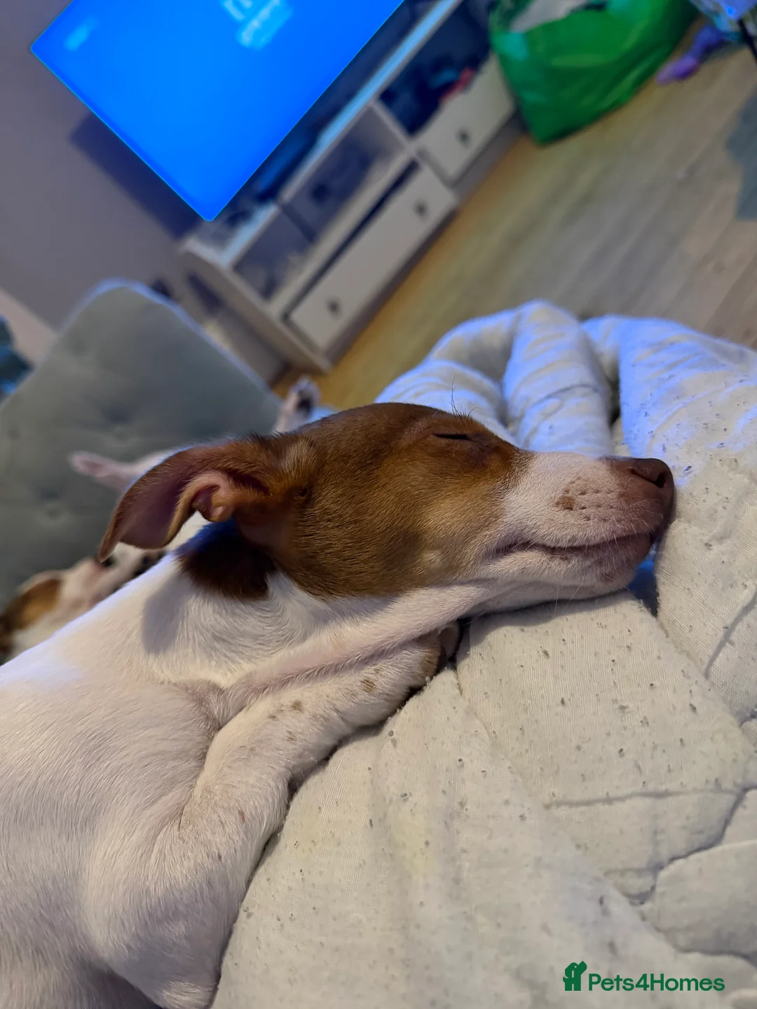 Jack Russell dogs for sale: Stunning Miniature Jack Russell Puppies!!! - Advert 2