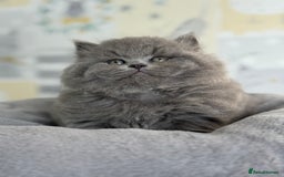British Longhair cats for sale: Champion Sired GCCF Blue British longhair male - Image 4