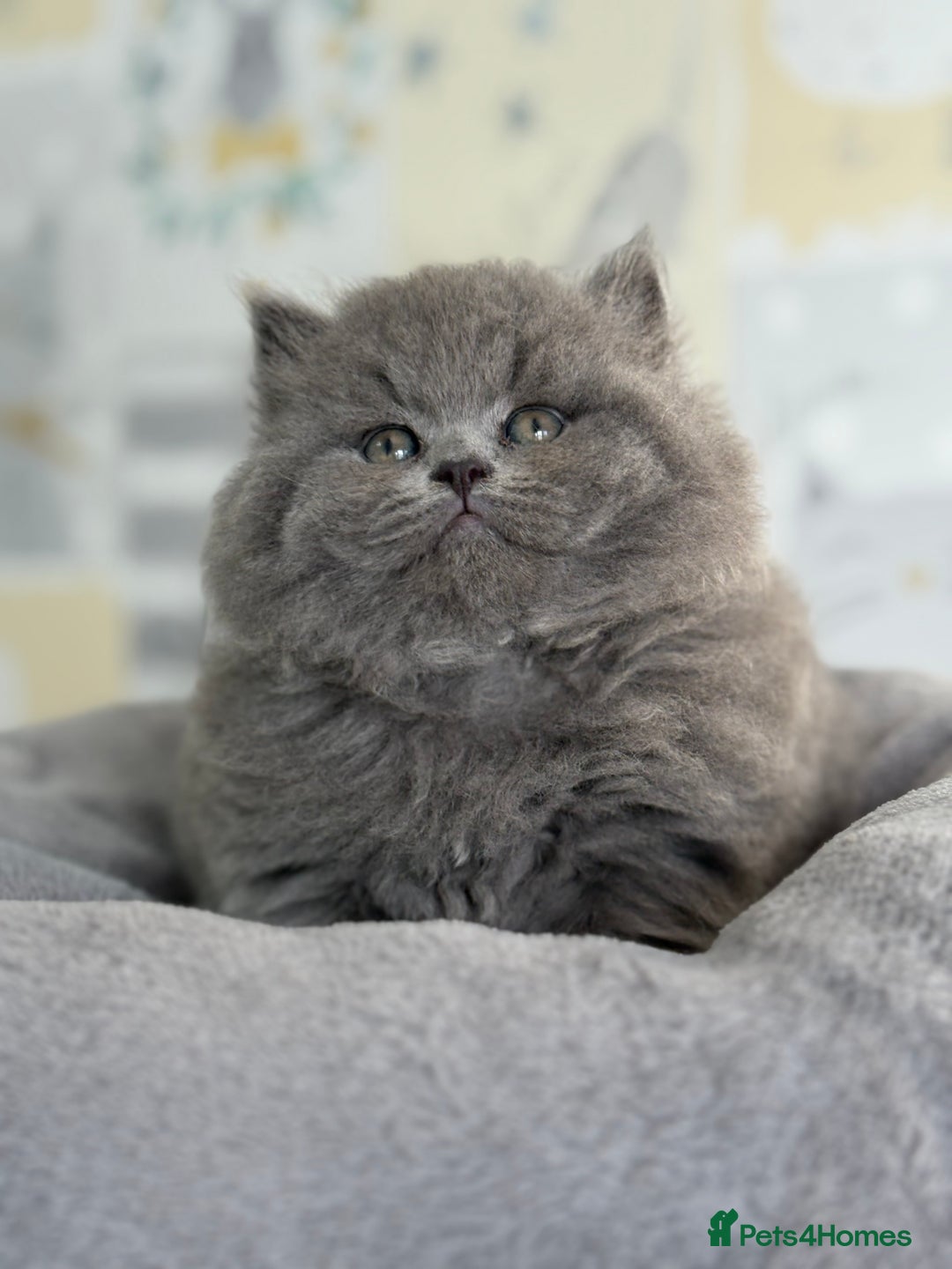 British Longhair cats for sale: Champion Sired GCCF Blue British longhair male - Image 4