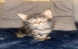 Mixed Breed cats for sale: Tabby cross Maine coon kittens   - Advert 5