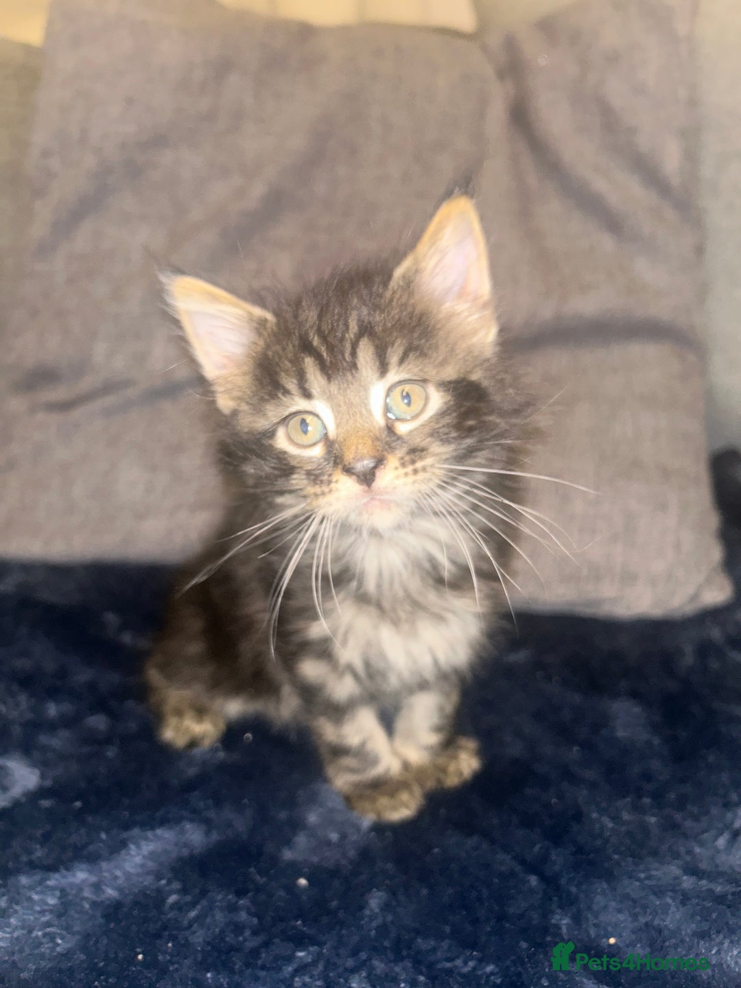 Mixed Breed cats for sale: Tabby cross Maine coon kittens   - Advert 5