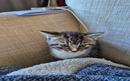 Brazilian Shorthair cats for sale: Kittens  - Image 6