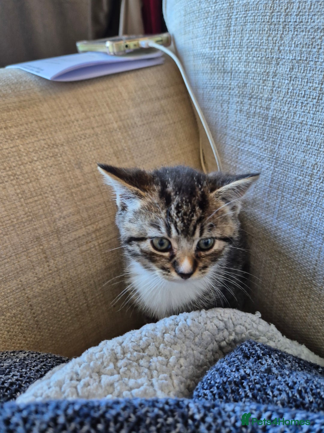 Brazilian Shorthair cats for sale: Kittens  - Image 6