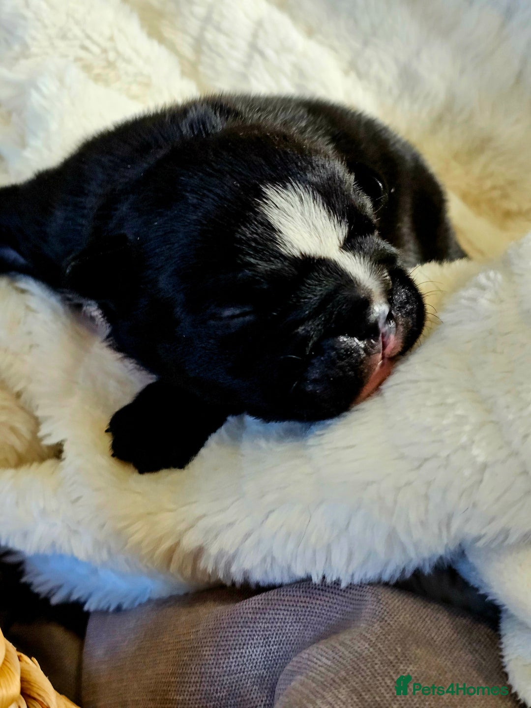 English Bulldog dogs for sale: KC Reg Champion Bloodlines 1 Girl Left £ 2800 - Image 17