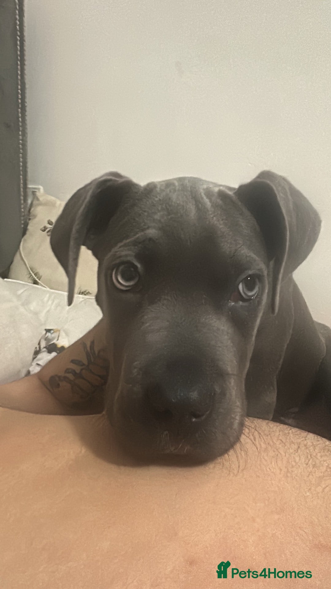 Cane Corso dogs for sale: For sale cane corsa - Advert 3