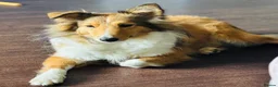 Shetland Sheepdog dogs for sale: Sable Shetland sheepdog girl  - Advert 6