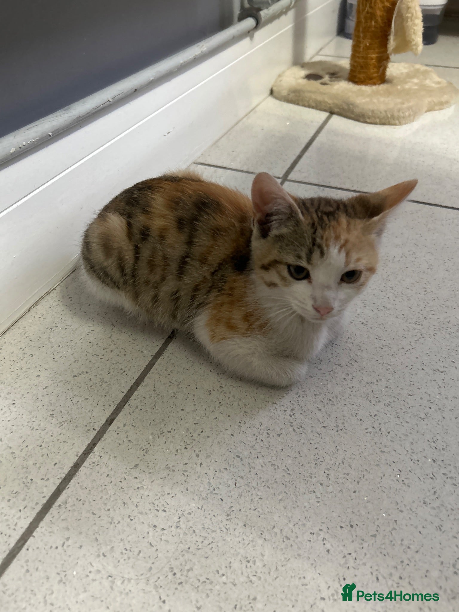 Mixed Breed cats Mixed breed female kitten - Advert 2