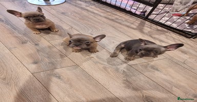 French Bulldog dogs - Advert 16