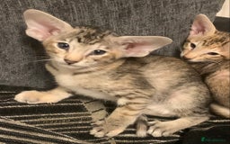 Oriental cats for sale: Stunning tortie tabby oriental female kittens - Image 7