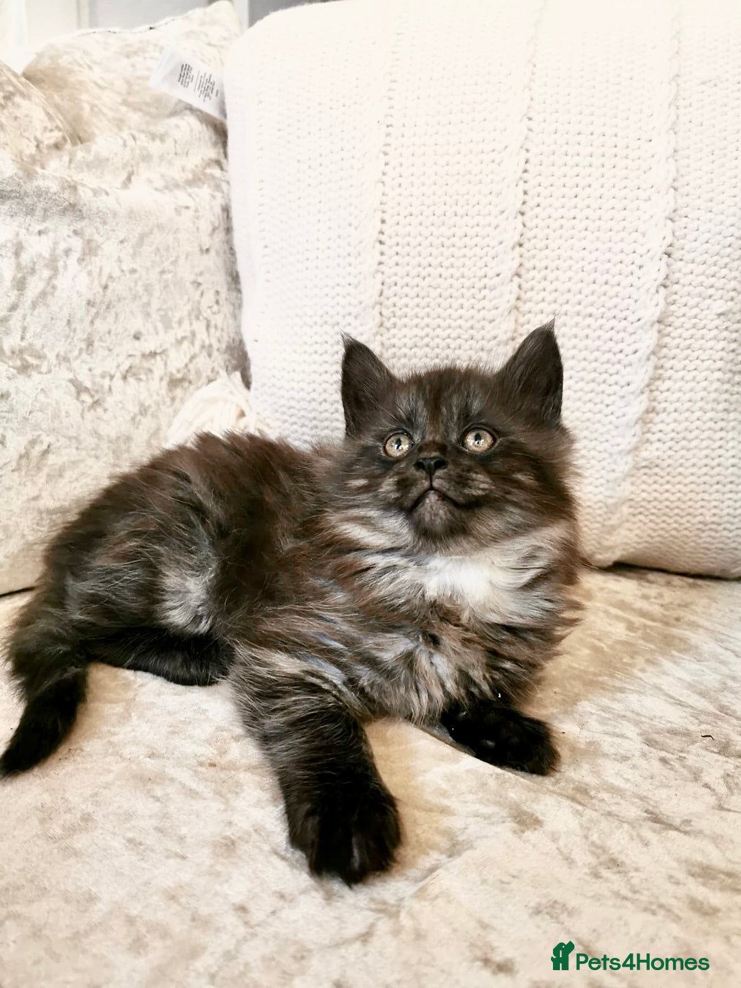 Maine Coon cats for sale: Black Smoke Maine Coon Kittens - Image 6