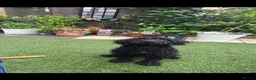 Cockapoo dogs for sale: Brody  - Advert 3