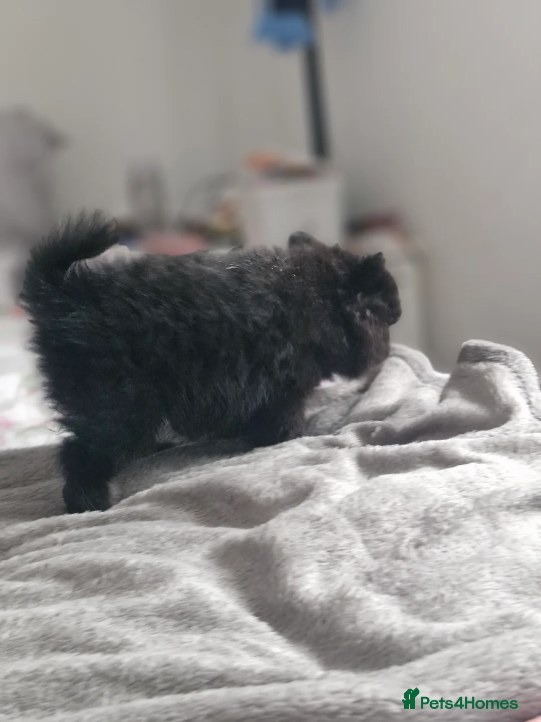 Pomapoo dogs for sale: ✨ Beautiful Pomapoo Puppies – 1,600 ✨ - Advert 18